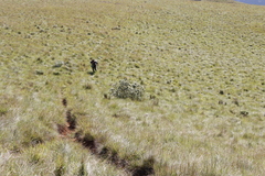 Buddleja salviifolia