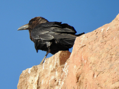 Corvus ruficollis