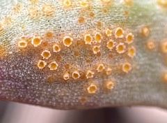 Puccinia mariae-wilsoniae