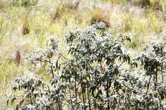 Buddleja salviifolia