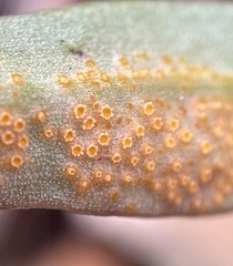Puccinia mariae-wilsoniae