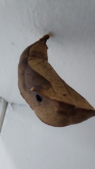 Nymphalidae
