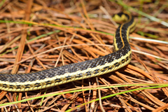 Thamnophis pulchrilatus