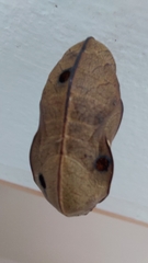 Nymphalidae
