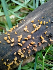 Calocera guepinioides