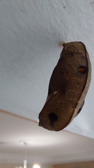 Nymphalidae