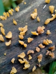Calocera guepinioides
