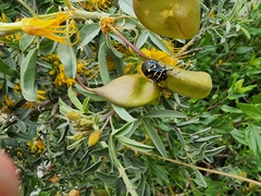 Murgantia histrionica