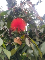 Calliandra trinervia