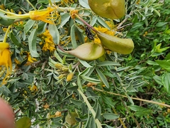 Murgantia histrionica