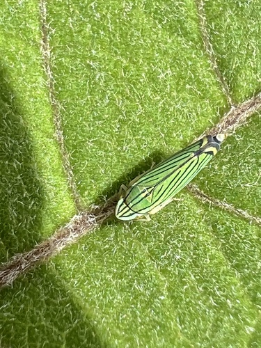 Isogonalia sexlineata