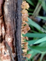 Calocera guepinioides