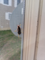 Polistes jokahamae