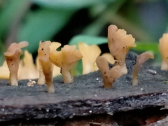 Calocera guepinioides