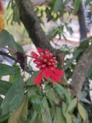 Calliandra trinervia