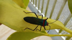 Sphictyrtus