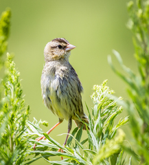 Bobolink photo 5