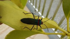 Sphictyrtus