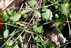 Alopecosa albofasciata