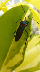 Sphictyrtus