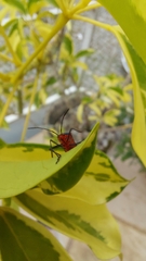 Sphictyrtus