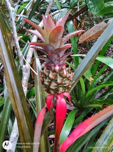pineapple (Ananas comosus) · iNaturalist