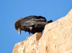 Corvus ruficollis