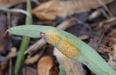 Puccinia mariae-wilsoniae