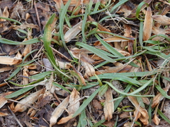 Puccinia mariae-wilsoniae
