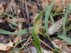 Puccinia mariae-wilsoniae