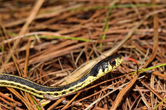 Thamnophis pulchrilatus
