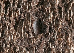 Armadillidium versicolor