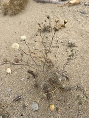 Chaenactis stevioides