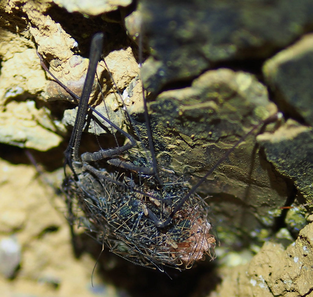 Euphrynichus