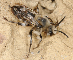 Melecta albifrons