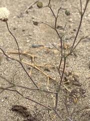 Chaenactis stevioides