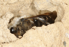 Melecta albifrons