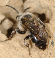 Melecta albifrons