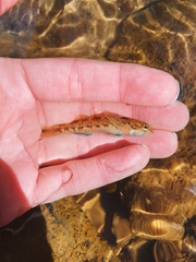 Etheostoma inscriptum