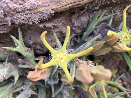 Angolluma rogersii (L.Bolus) Plowes