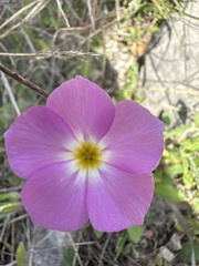 Phlox roemeriana