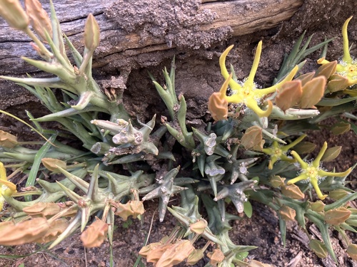 Ceropegia rogersii