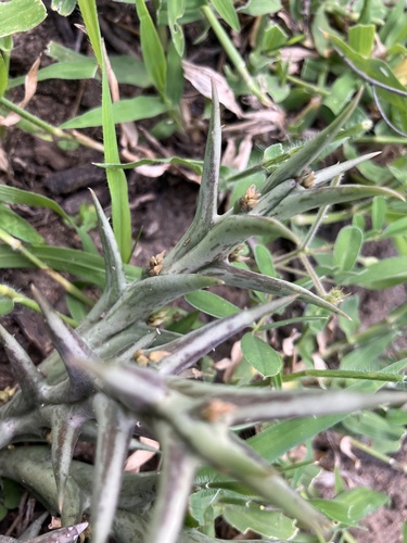 Ceropegia rogersii