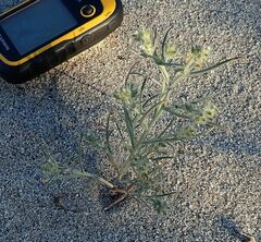 Johnstonella costata