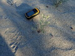 Johnstonella costata