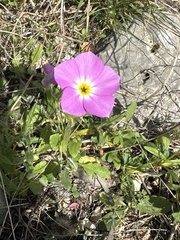 Phlox roemeriana
