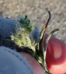 Johnstonella costata