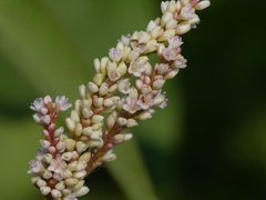 Persicaria barbata