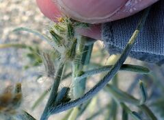 Johnstonella costata