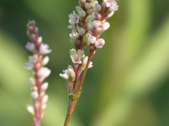 Persicaria barbata